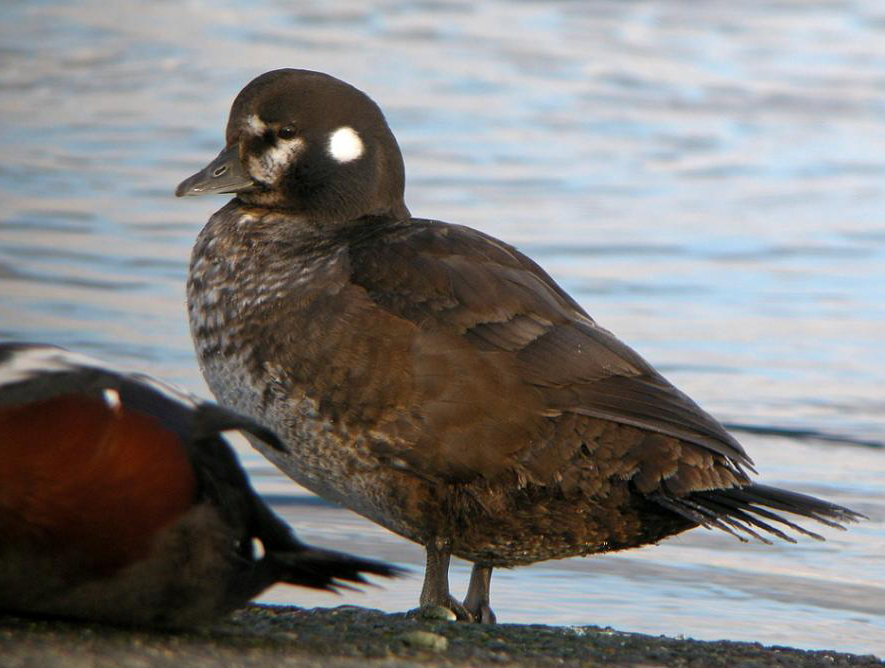 histrionicus histrionicus