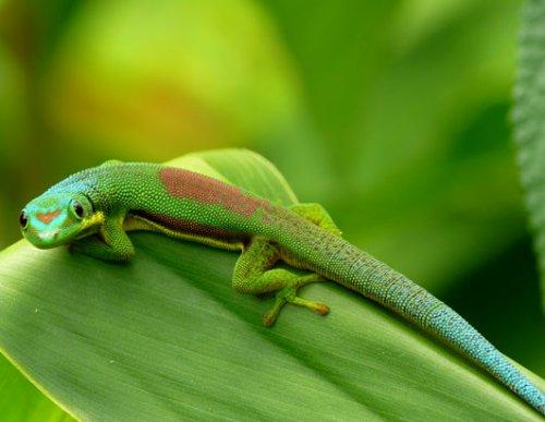 绿背壁虎