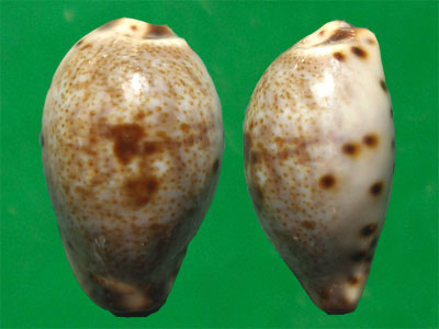  p>日本小眼宝螺是 a target="_blank" href="/item/中腹足目/8079480