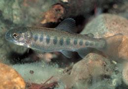 名:台湾鳟,梨山鳟,次高山鳟,高山鳟,大甲鳟,台湾鲑鱼,台湾鲑,台湾樱花