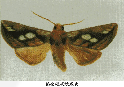 稻金翅夜蛾