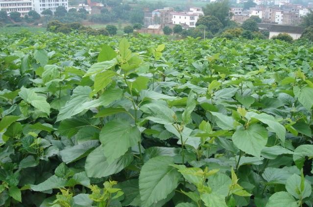  p>东坝镇,广东省 a target="_blank" href="/item/云浮/37017" data