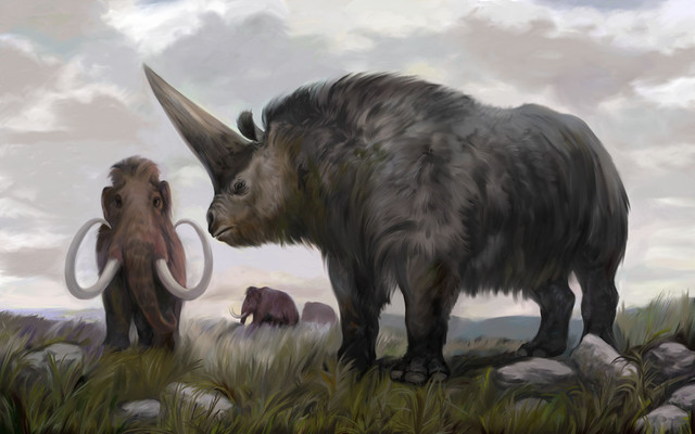 板齿犀(elasmotherium)