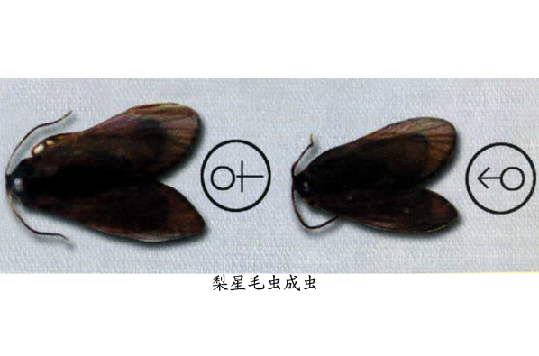 梨星毛虫