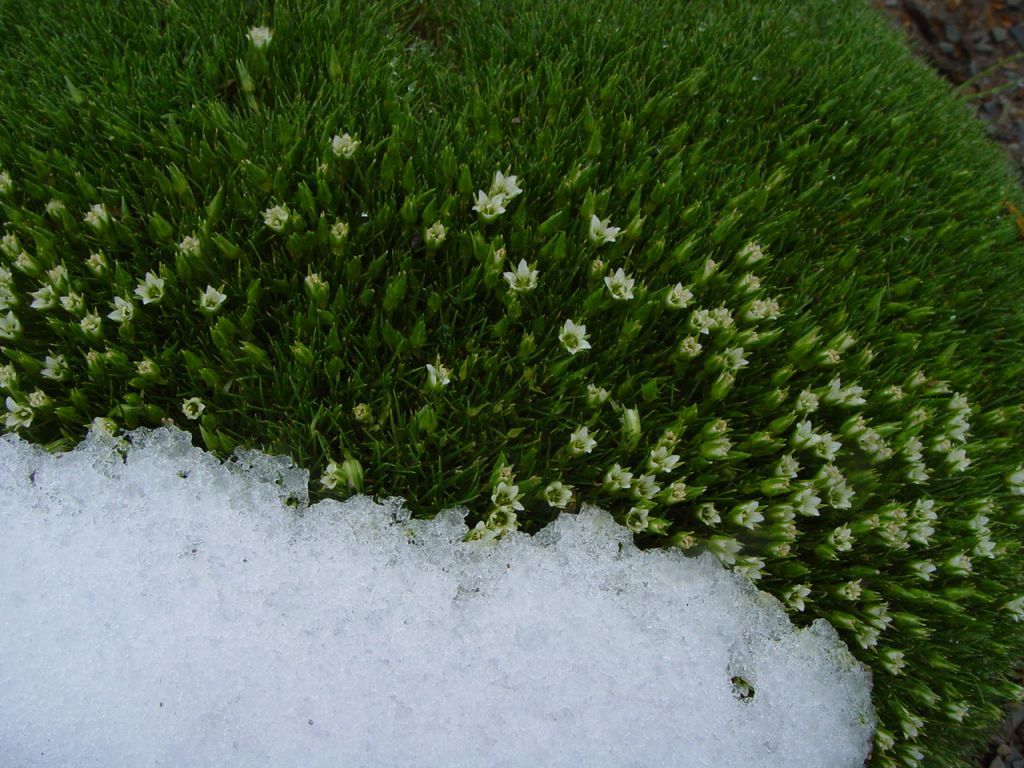 八宿雪灵芝