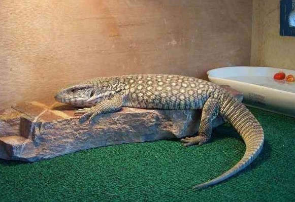  p>平原巨蜥来自非洲大草原,在巨蜥中脾气比较温顺.