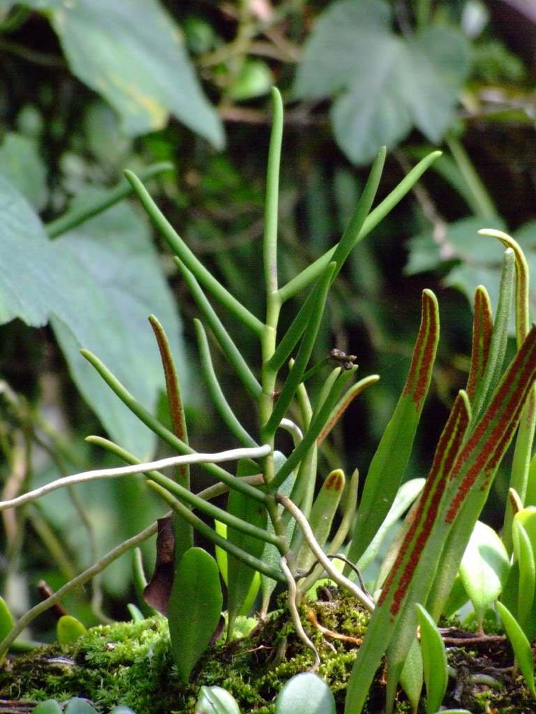 cleisostoma racemiferum (lindl. ) garay