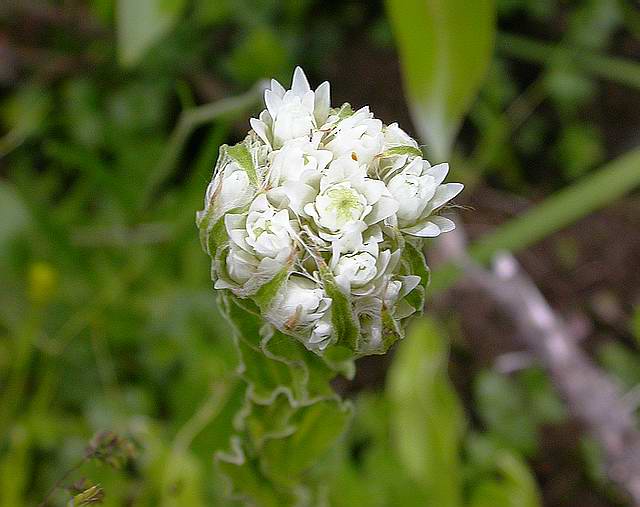  p>珠光香青(学名: i>anaphalis margaritacea /i> (l.) benth.