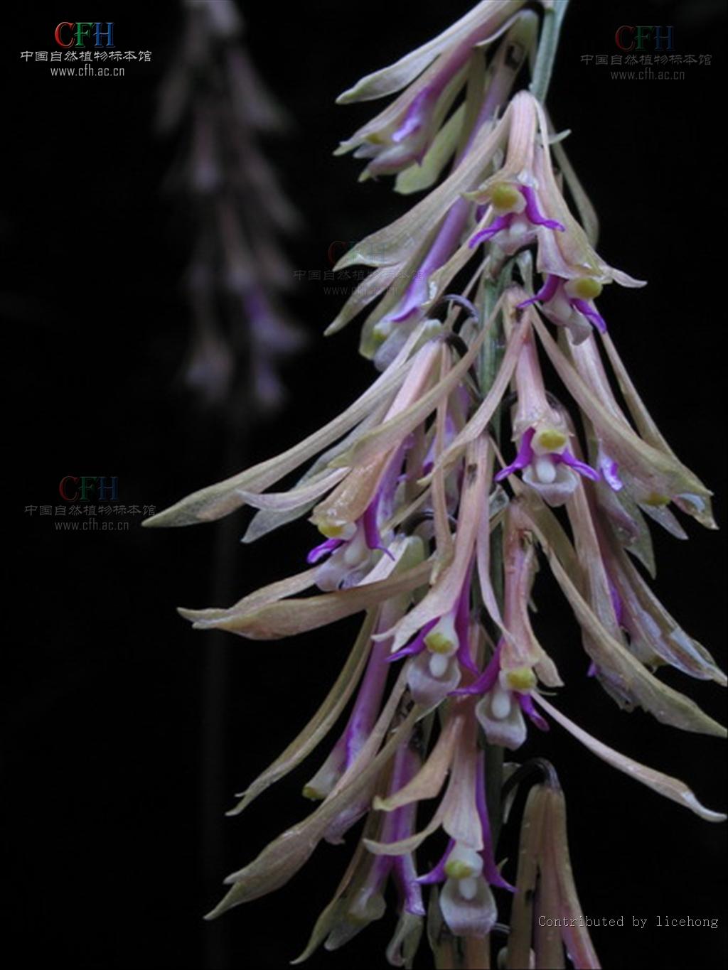  p>杜鹃兰属(学名:cremastra lindl.