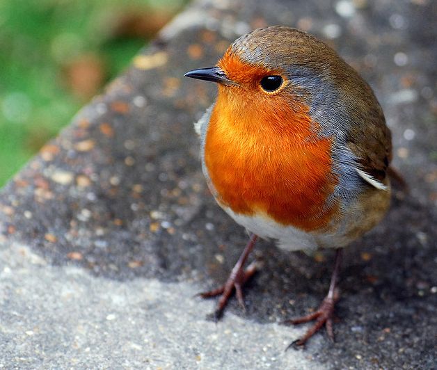  p>红胸鸲(学名: i>erithacus rubecula melophilus /i>),又叫 a
