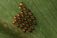 莲藕食根金花虫