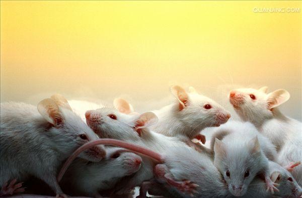  p>小家鼠(学名: i>mus musculus) /i>为 a href="#" data-lemmaid="