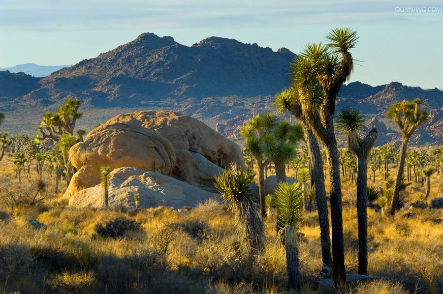  p>约书亚树国家公园(英语:joshua tree national park)坐落于 a href