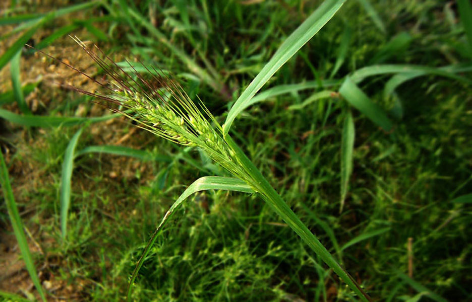 roegneria japonensis (honda) keng