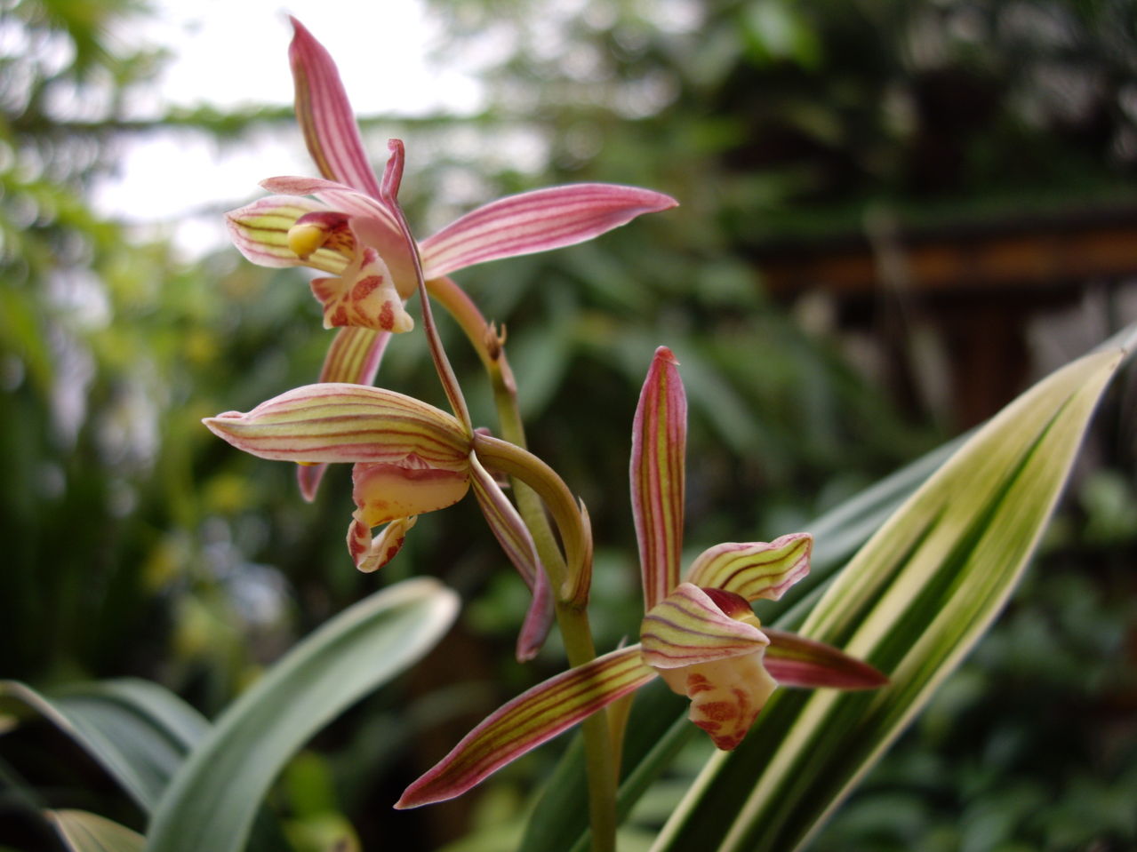 p>合果芋(学名: i>syngonium podophyllum  /i>schott)是天南星科,合