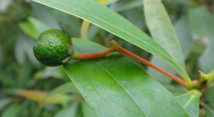 p>柳叶润楠,灌木至小乔木,通常高3—5米.