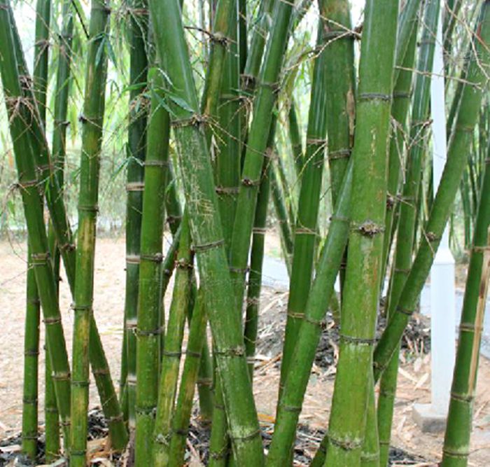 dendrocalamus hamiltonii nees et arn. ex munro