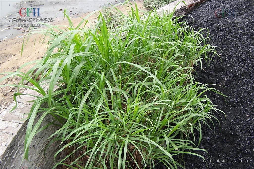  p>象草(学名: i>pennisetum purpureum /i> schum.