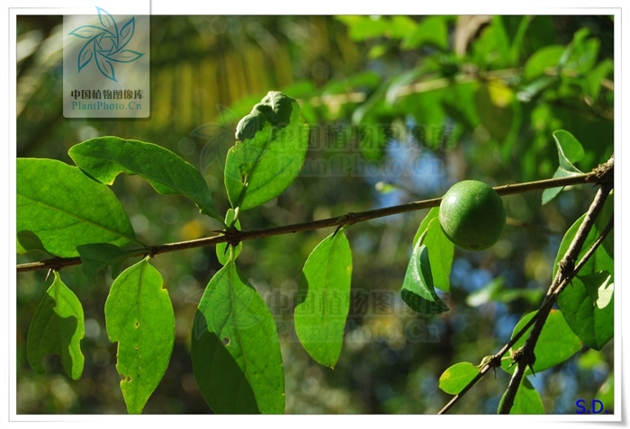 target="_blank" href="/item/草科植物">草科植物 /a>,大叶鱼骨木的