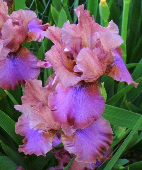  p> a target="_blank" href="/item/西班牙鸢尾/1670525" data-lemma