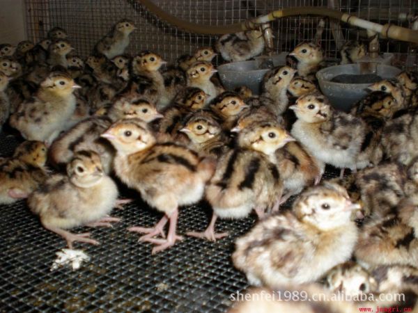 是美国森林生物学家经过数十年驯化培育而成的一个优良品种,又称野鸡