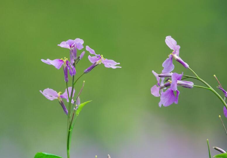  p>缺刻叶诸葛菜,十字花科, a target="_blank" href="/item/诸葛菜属