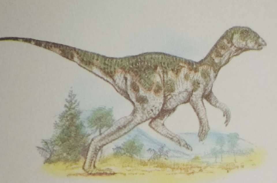 雷利诺龙(leaellynasaura)