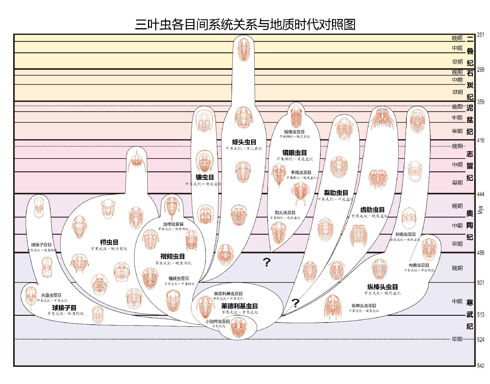  p>三叶虫是距今5.
