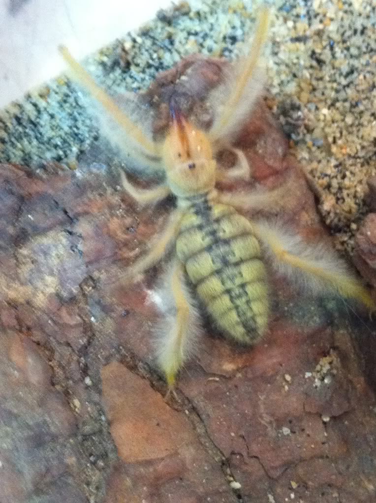  p>避日蛛(sunspider),又称日蛛,日蝎,太阳蝎(sunscorpion),风蝎(wind