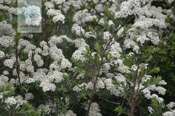  p>蒙古绣线菊(学名: i>spiraea mongolica /i> maxim.