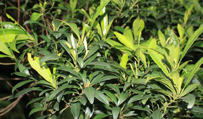  p>密花树属( a href="#" data-lemmaid="8074290">学名 /a>:rapanea)