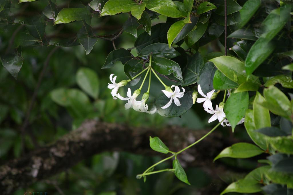  p>黑鳗藤(学名: i>stephanotis mucronata /i> (blanco) merr.
