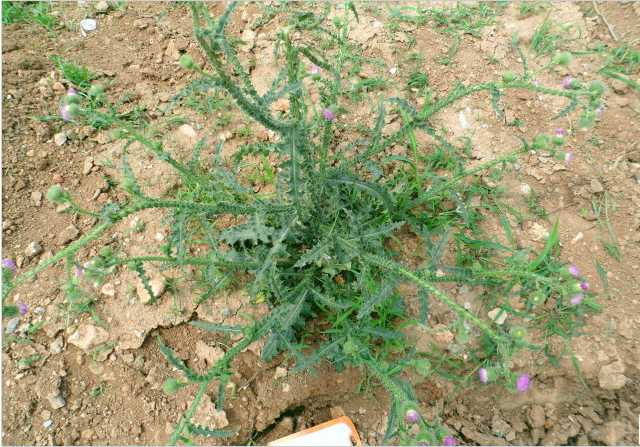  p>丝毛飞廉(学名:carduus crispus)为 a href="#">菊科 /a> a href="