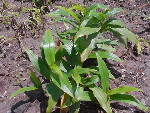  p>大杜若是 a target="_blank" href="/item/鸭跖草科/3244990" data