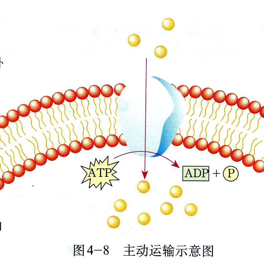 中,离子泵直接利用 a target="_blank" href="/item/atp水解/9462057"