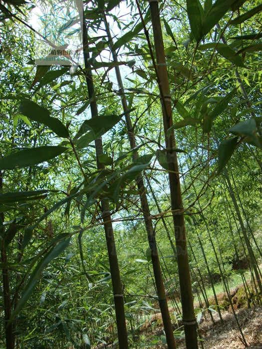  p>高节竹(学名: i>phyllostachys prominens  /i> w. y.