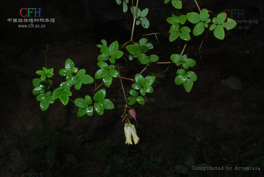  p>紫金龙属(学名:dactylicapnos wall.