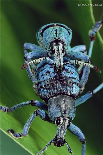  p> a href="#">鞘翅目 /a>(coleoptera)象甲科( i>curculionidae