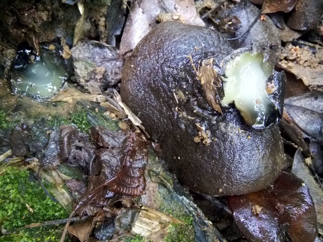 这是人们称其为猪嘴蘑的一个原因,还有一个原因是人若吃多了这种蘑菇