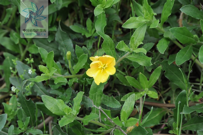  p>裂叶月见草,拉丁文名:oenothera laciniata hill.