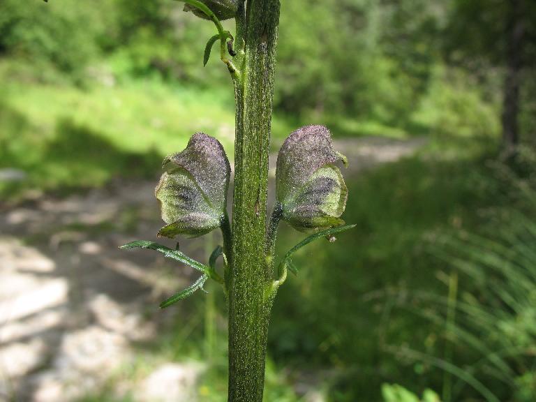  p>褐紫乌头(学名:aconitum brunneum hand.-mazz.