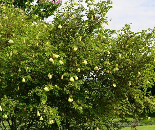  p>黄花羊蹄甲(学名: i>bauhinia tomentosa /i> l.