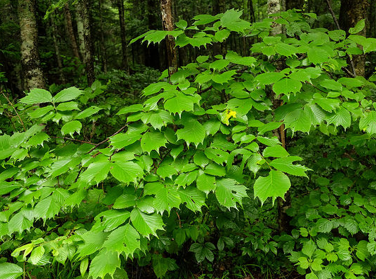  p>裂叶榆(学名: i>ulmus laciniata /i> (trautv.) mayr.