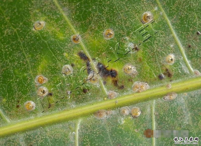  p>昆虫名,属同翅目,盾蚧科.