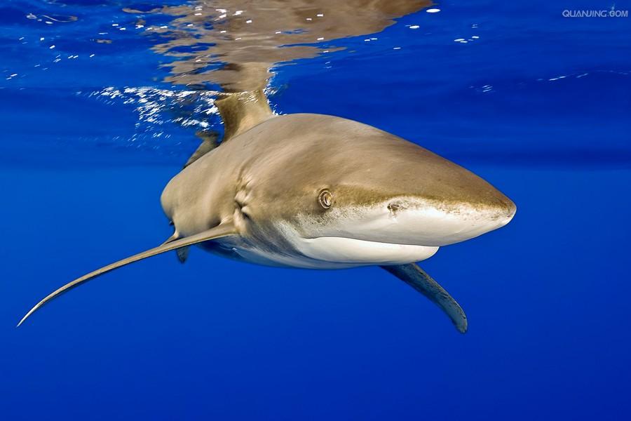 远洋白鳍鲨