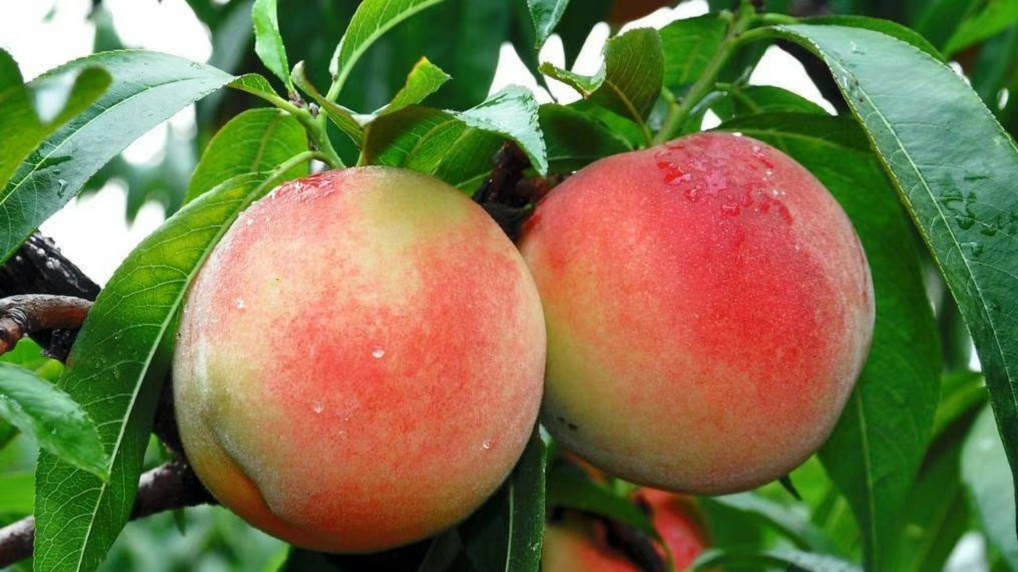 上海新凤蜜露果蔬专业合作社