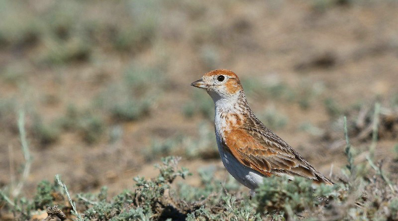  p> b>白翅百灵 /b>(学名: i>melanocorypha leucoptera /i>),是百灵