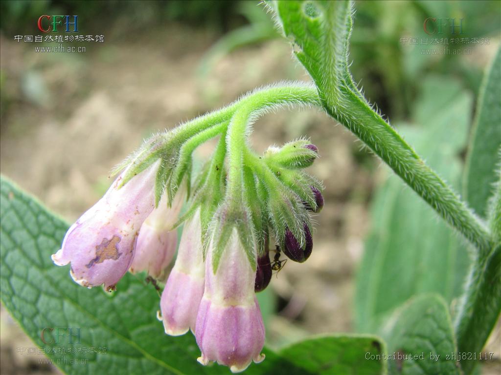 symphytum officinale linn.
