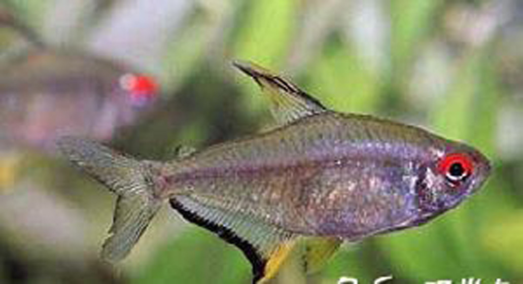  p>柠檬灯鱼,学名为丽鳍望脂鲤 (hyphessobrycon pulchripinnis),又称