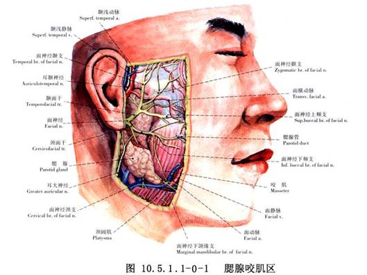 腮腺导管移位术